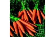 Волкано F1 - морква, 100 000 насінин каліброваних, Nickerson Zwaan фото, цiна